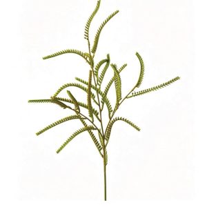 The Eternal Fern